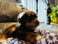 Luna, a female Aussiedoodle for sale in Florence, AZ – 2 of 10