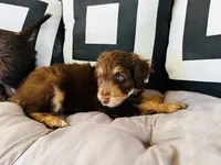 Professor X, a male Aussiedoodle for sale in Florence, AZ – 3 of 10