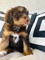 Luna, a female Aussiedoodle for sale in Florence, AZ – 4 of 10