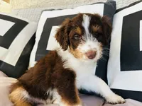Domino, a male Aussiedoodle for sale in Florence, AZ – 3 of 10