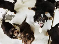 Professor X, a male Aussiedoodle for sale in Florence, AZ – 8 of 10
