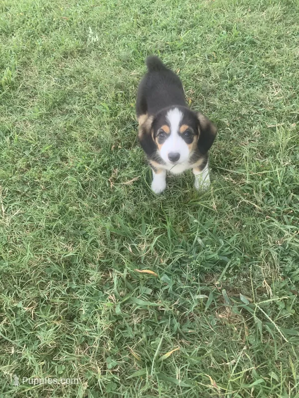 Female Cowboy Corgi – Pembroke Welsh Corgi, Miniature Australian Shepherd puppy for sale in Pawnee, OK