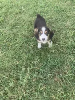 Female Cowboy Corgi, a female Pembroke Welsh Corgi and Miniature Australian Shepherd for sale in Pawnee, OK – 1 of 1