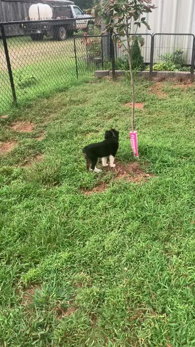 Mini Aussie Female, a female Miniature Australian Shepherd for sale in Pawnee, OK – 3 of 3