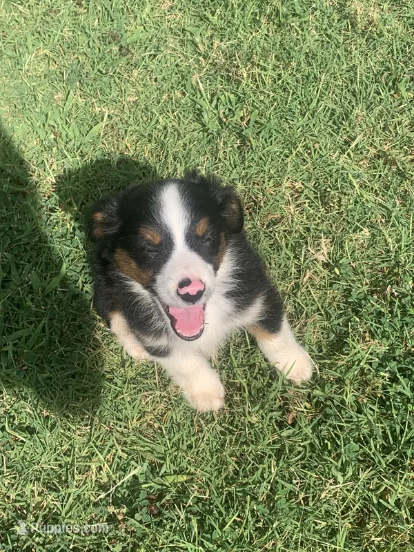 Mini Aussie Female – Miniature Australian Shepherd puppy for sale in Pawnee, OK