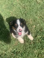 Mini Aussie Female, a female Miniature Australian Shepherd for sale in Pawnee, OK – 1 of 2