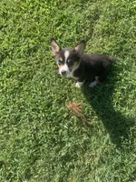 Cowboy Corgi Female, a female Pembroke Welsh Corgi and Miniature Australian Shepherd for sale in Pawnee, OK – 2 of 2