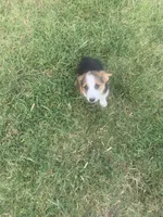 Cowboy Corgi, a female Pembroke Welsh Corgi and Miniature Australian Shepherd for sale in Pawnee, OK – 2 of 2