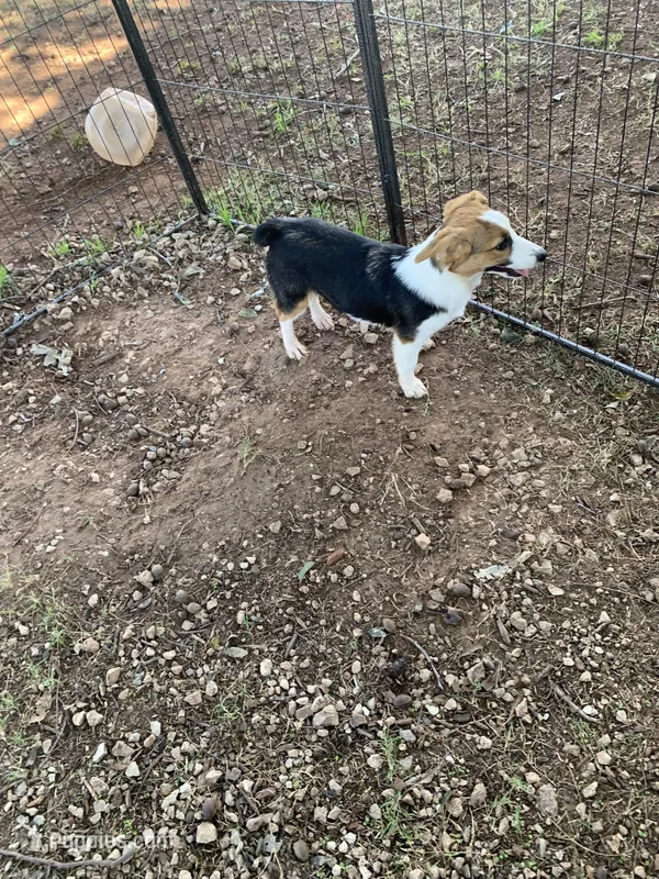 Cowboy Corgi, a female Pembroke Welsh Corgi and Miniature American Shepherd for sale in Pawnee, OK – 1 of 2