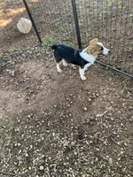 Cowboy Corgi, a female Pembroke Welsh Corgi and Miniature American Shepherd for sale in Pawnee, OK – 1 of 2