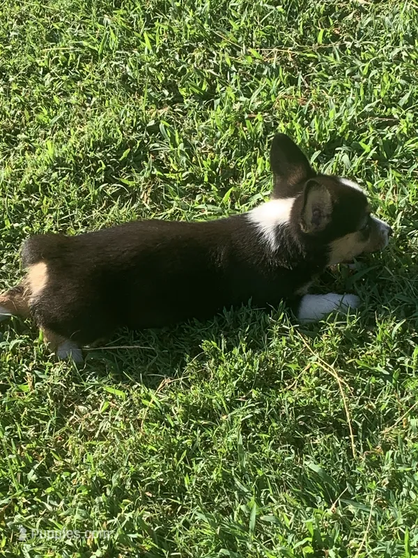 Cowboy Corgi Female – Pembroke Welsh Corgi, Miniature Australian Shepherd puppy for sale in Pawnee, OK