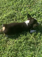 Cowboy Corgi Female, a female Pembroke Welsh Corgi and Miniature Australian Shepherd for sale in Pawnee, OK – 1 of 2
