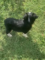 Mini Aussie Female, a female Miniature Australian Shepherd for sale in Pawnee, OK – 2 of 2