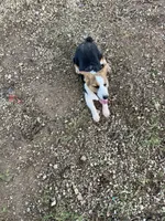 Cowboy Corgi, a female Pembroke Welsh Corgi and Miniature American Shepherd for sale in Pawnee, OK – 2 of 2