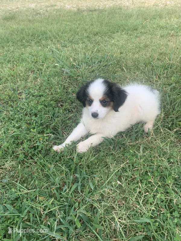 Mini Aussie female – Miniature Australian Shepherd puppy for sale in Pawnee, OK