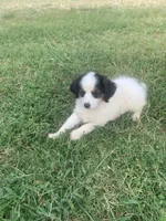 Mini Aussie female, a female Miniature Australian Shepherd for sale in Pawnee, OK – 1 of 1