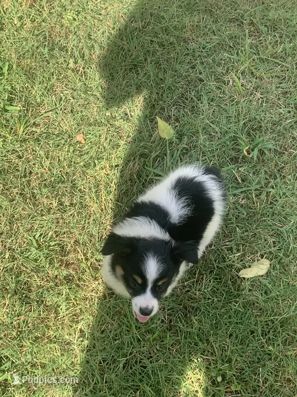Mini Aussie male – Miniature Australian Shepherd puppy for sale in Pawnee, OK