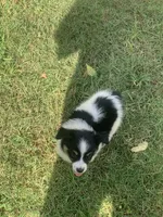 Mini Aussie male, a male Miniature Australian Shepherd for sale in Pawnee, OK – 1 of 2
