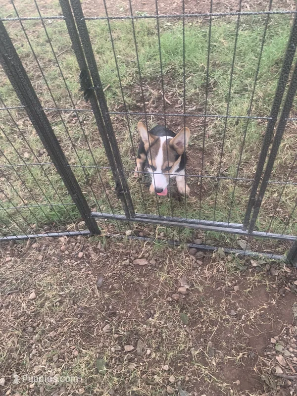 Cowboy Corgi – Pembroke Welsh Corgi, Miniature Australian Shepherd puppy for sale in Pawnee, OK