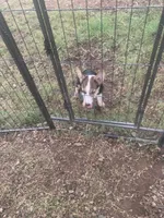 Cowboy Corgi, a female Pembroke Welsh Corgi and Miniature Australian Shepherd for sale in Pawnee, OK – 1 of 1