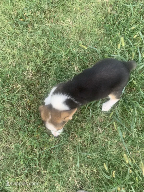 Cowboy Corgi – Pembroke Welsh Corgi, Miniature Australian Shepherd puppy for sale in Pawnee, OK