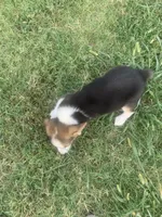 Cowboy Corgi, a female Pembroke Welsh Corgi and Miniature Australian Shepherd for sale in Pawnee, OK – 1 of 2