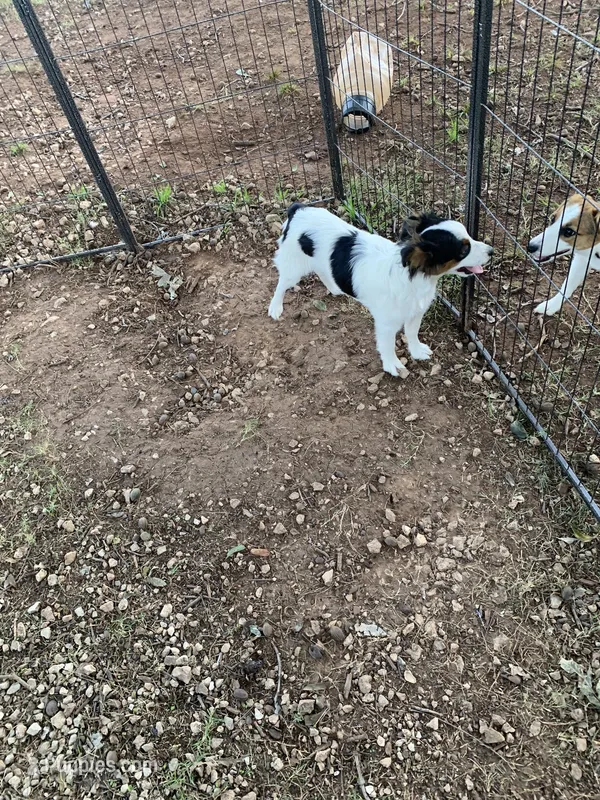 Female #4 – Miniature Australian Shepherd puppy for sale in Pawnee, OK