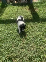 Mini Aussie male, a male Miniature Australian Shepherd for sale in Pawnee, OK – 2 of 2
