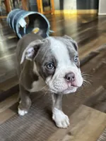 Gordy, a male Olde English Bulldogge for sale in Braham, MN – 3 of 10