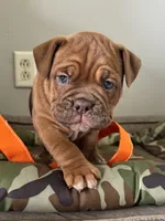 Lassie, a female Olde English Bulldogge for sale in Braham, MN – 7 of 8