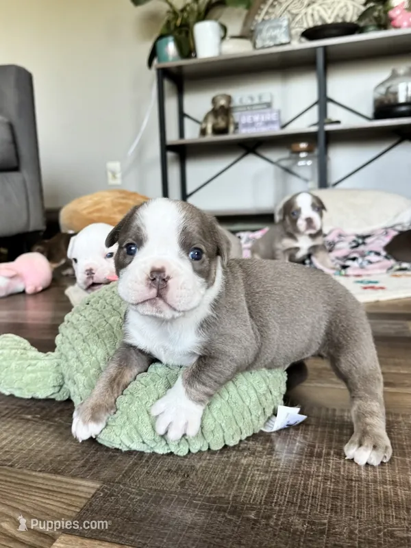 Gordy – Olde English Bulldogge puppy for sale in Braham, MN