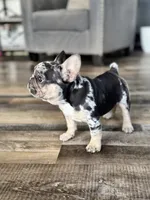 Gypsy, a female French Bulldog for sale in Braham, MN – 7 of 10