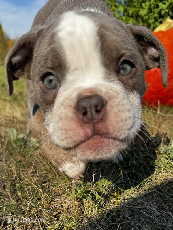 Gordy – Olde English Bulldogge puppy for sale in Braham, MN