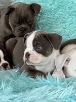 Gordy, a male Olde English Bulldogge for sale in Braham, MN – 7 of 10