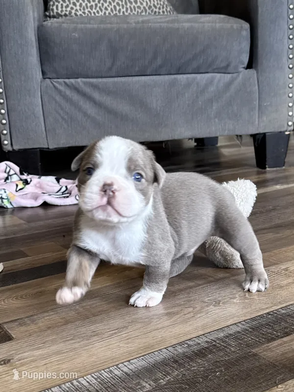 Gordy – Olde English Bulldogge puppy for sale in Braham, MN