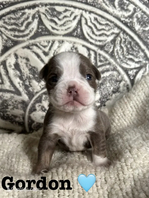 Gordy – Olde English Bulldogge puppy for sale in Braham, MN
