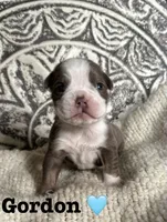 Gordy, a male Olde English Bulldogge for sale in Braham, MN – 1 of 8