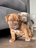 Lassie, a female Olde English Bulldogge for sale in Braham, MN – 8 of 8