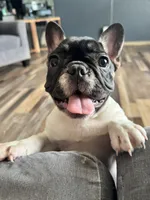 Eva, a female French Bulldog for sale in Braham, MN – 1 of 10