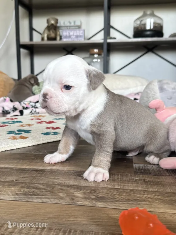 Morty – Olde English Bulldogge puppy for sale in Braham, MN