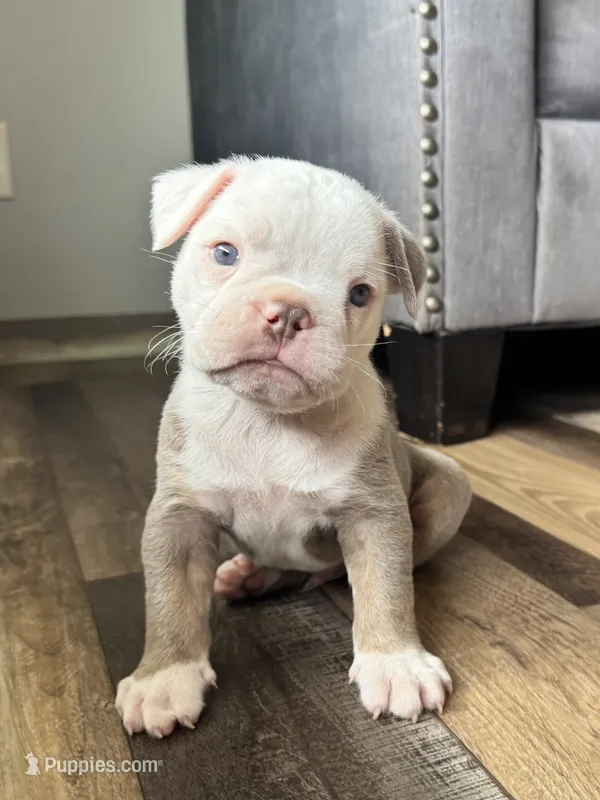 Morty – Olde English Bulldogge puppy for sale in Braham, MN