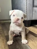 Morty, a male Olde English Bulldogge for sale in Braham, MN – 7 of 10