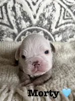 Morty, a male Olde English Bulldogge for sale in Braham, MN – 2 of 10