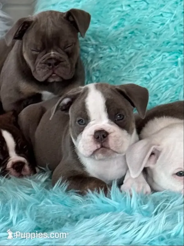 Gordy – Olde English Bulldogge puppy for sale in Braham, MN