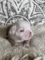 Morty, a male Olde English Bulldogge for sale in Braham, MN – 9 of 10