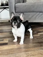 Eva, a female French Bulldog for sale in Braham, MN – 10 of 10