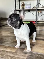 Eva, a female French Bulldog for sale in Braham, MN – 9 of 10