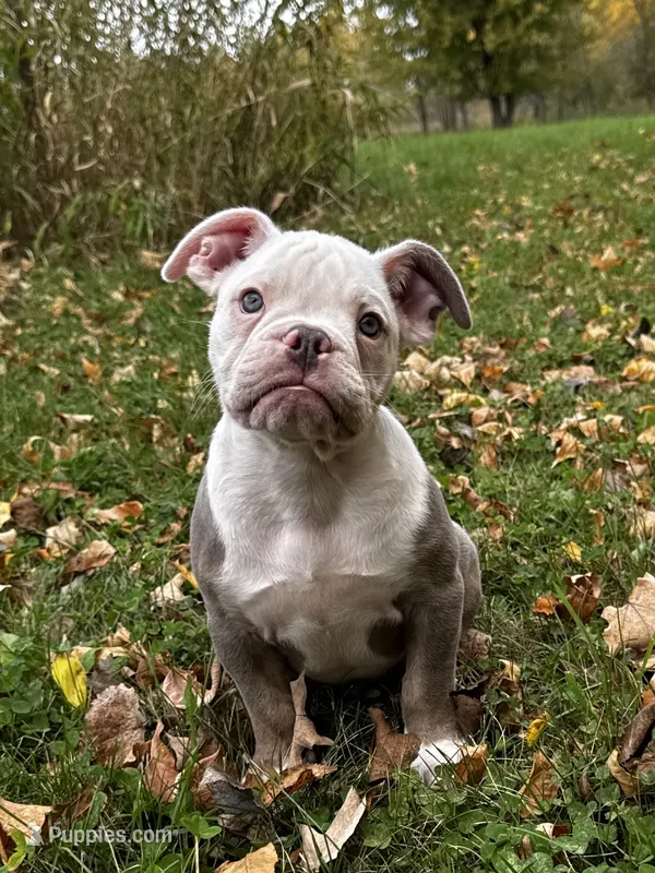 Morty – Olde English Bulldogge puppy for sale in Braham, MN