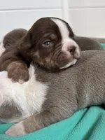 Milton , a male Olde English Bulldogge for sale in Braham, MN – 2 of 9