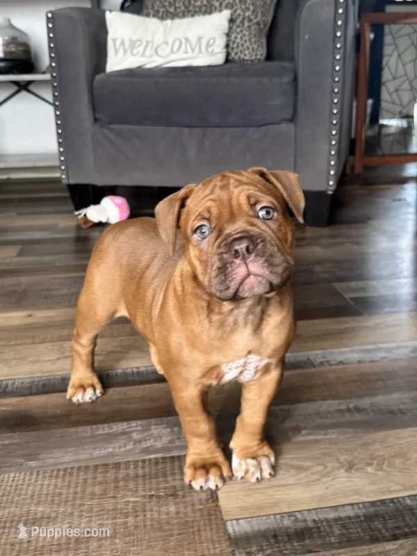 Lassie – Olde English Bulldogge puppy for sale in Braham, MN